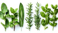 Fresh aromatic herbs arranged in rows on white background - mint leaves, sage, rosemary and oregano. Culinary ingredients for Mediterranean cooking and garnish.