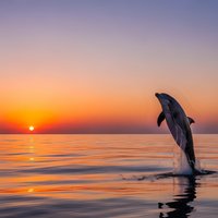 Dolphin jumping out of calm ocean water during golden sunset with orange and purple sky reflecting on sea surface creating peaceful marine wildlife scene.