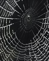 Delicate spider web covered in morning dew drops against black background, creating dramatic contrast for nature photography.