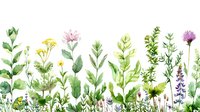 Delicate watercolor wildflowers and herbs growing in row with green leaves and stems on white background, botanical garden illustration for nature designs.