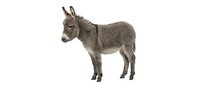 Gray donkey standing in profile isolated on white background for farm animal designs and educational materials.