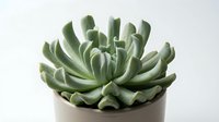 Potted succulent plant with thick green leaves arranged in rosette formation, isolated on white background for design and botanical projects.