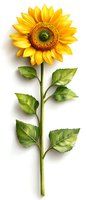 Vibrant yellow sunflower with green stem and leaves isolated on white background, perfect for summer designs, greeting cards, and botanical illustrations.