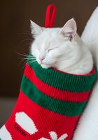 White cat wearing festive red and green striped knit sweater with matching headband, eyes closed contentedly, against neutral brown background for holiday pet portraits.