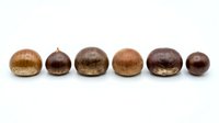 Isolated chestnuts in various sizes and brown tones arranged in a row on white background, suitable for food packaging, culinary design, and autumn-themed projects.