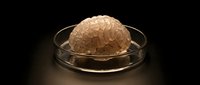 Human brain anatomy model in glass petri dish on dark background for medical education and neuroscience research presentations.