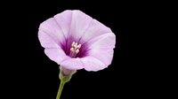 Lavender morning glory flower with delicate petals and deep purple center, isolated on transparent background. Ready for t-shirt designs, clipart, stickers, sublimation, and print-on-demand projects.