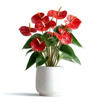 Red anthurium houseplant with glossy heart-shaped flowers in white ceramic pot isolated on white background for home decor and interior design projects.