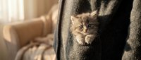 Young tabby kitten peeking out from inside gray knit sweater held by person indoors, warm natural sunlight, cozy domestic scene, pet care and companionship.