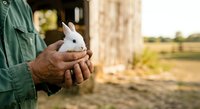 Farmer holding white rabbit in hands on rural farm with barn and fields in background, agricultural livestock care and animal husbandry.
