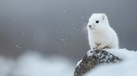 White ermine stoat in winter coat sitting on snowy rock during snowfall, wild animal in natural habitat against blurred winter background. Wildlife photography.