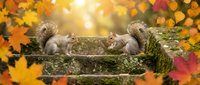 Two gray squirrels face each other on a mossy stone wall surrounded by vibrant red, orange, and yellow autumn leaves in a warm bokeh forest.
