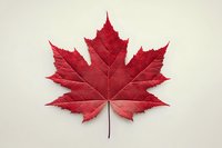 Red maple leaf with detailed veins isolated on white background for autumn seasonal designs and nature projects.