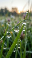 Dew drops cling to green grass blades at sunrise, with wildflower meadow and bokeh background, nature and weather concepts.