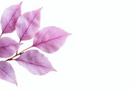 Delicate pink leaves with translucent texture on white background, showing detailed veins and natural botanical structure. Isolated design element for creative projects.