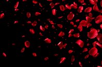 Romantic red rose petals falling and floating against black background for Valentine's Day, wedding, anniversary and love celebration designs.