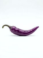 Fresh purple chili pepper with curved stem isolated on white background, suitable for food, cooking, and culinary design projects.