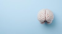 Anatomical model of human brain on light blue background with copy space. Medical education and neuroscience concept for presentations and layouts.