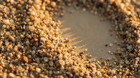 Colorful mixed peppercorns scattered in circular pattern on neutral surface creating aromatic spice background for culinary and cooking applications.