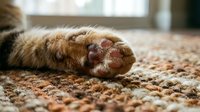 Close-up of cat paw with pink pads resting on textured carpet, showing feline anatomy and pet details for veterinary, animal care, and pet-related design projects.