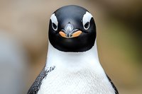 Close-up portrait of gentoo penguin head showing distinctive white eye patches and orange-black beak against blurred natural background, wildlife photography.