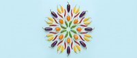 Colorful tulip petals arranged in symmetrical mandala pattern on light blue background for spring design projects and decorative applications.