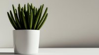 Minimalist composition of green succulent plant in white ceramic pot against neutral wall background, modern home decor styling for interior design.
