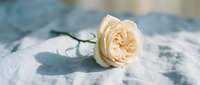 Single cream peach garden rose bloom lying on vintage floral fabric surface with soft natural lighting creating romantic feminine atmosphere for wedding decor.