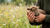 Young lamb held in hands of farmer wearing green sweater in pastoral meadow with wildflowers, depicting animal husbandry and rural farming lifestyle.