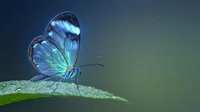 Translucent blue butterfly with iridescent wings perched on green leaf against soft blurred background for nature and wildlife designs.