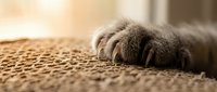 Fluffy cat paw with sharp claws resting on a textured scratching mat in warm golden light, close-up macro shot of a domestic feline foot.