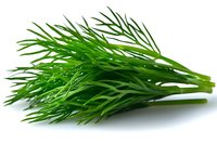 Fresh green dill bunch with feathery leaves isolated on white background. Aromatic culinary herb for cooking and garnishing dishes.