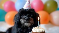 Small black mixed breed dog wearing party hat looking at birthday cupcake with single lit candle against colorful balloon background at pet celebration.