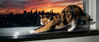 Tabby cat stretching on windowsill with dramatic sunset cityscape skyline in background, urban pet lifestyle scene.