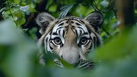 Young Bengal tiger peers through green foliage with intense blue eyes and focused expression, creating dramatic wildlife portrait against blurred jungle leaves.