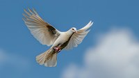 White dove flying against blue sky with spread wings, soft white clouds in background, symbolizing peace, freedom and spirituality in natural lighting.