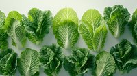 Fresh green napa cabbage leaves arranged in rows on light background, showing detailed texture and veining patterns. Natural organic produce for healthy eating concept.
