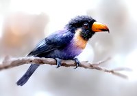 Vibrant exotic bird with black feathers, orange beak, and peach-colored chest perched on branch against soft blurred background, displaying majestic wild nature.