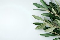 Fresh olive branch with green leaves against white background, minimal nature composition with copy space for text placement.