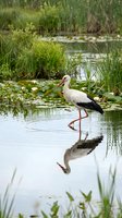 White stork wading in tranquil pond with lily pads and water lilies, surrounded by lush green marsh vegetation and tall grasses in natural wetland habitat.