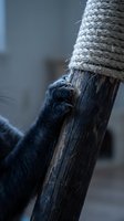 Primate hand gripping rope-wrapped wooden post showing natural climbing behavior and dexterity in captivity environment for wildlife education content.