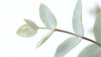 Eucalyptus branch with silvery-green leaves isolated on white background, ready for design projects, botanical illustrations, wellness packaging, and natural product branding.