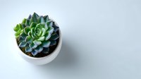 Green and blue echeveria succulent plant in small white ceramic pot on minimalist light background, perfect for home decor and office spaces.
