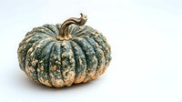 Ornamental gourd with green and gold mottled skin isolated on white background, suitable for autumn harvest designs, fall decorations, and seasonal marketing materials.
