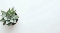 Minimalist succulent plant in gray ceramic pot against white background, top view composition with negative space for text placement.