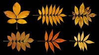 Six autumn leaves in warm orange, yellow, and brown tones, isolated on transparent background. Ready for seasonal clipart, t-shirt design, stickers, and print on demand.
