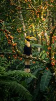 Hornbill bird perched on fruit tree branch in lush tropical rainforest with orange berries and green foliage creating natural wildlife habitat scene.