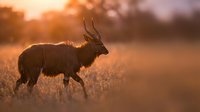 Majestic antelope silhouette grazing in golden savanna grassland during warm sunset light creating dramatic wildlife photography composition for nature themes.