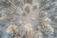 Looking up through tall pine forest canopy covered in fresh snow, sunlight creating magical winter atmosphere with frost-covered treetops in foggy morning light.