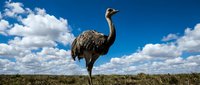 Large emu bird standing in natural Australian outback landscape under dramatic blue sky with white clouds for wildlife and nature content.